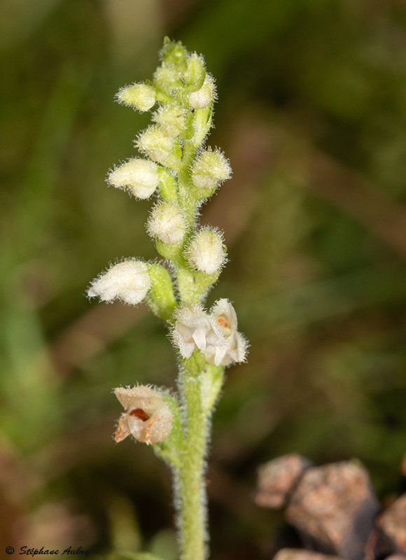 Goodyera repens