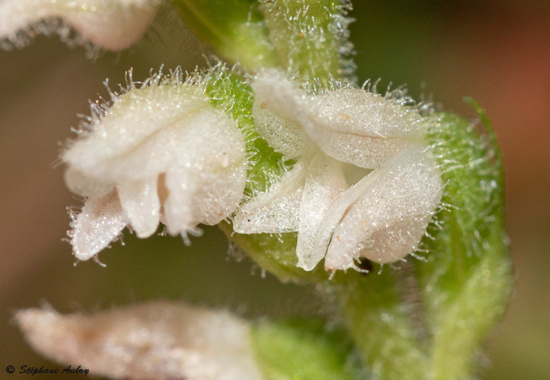 Goodyera repens