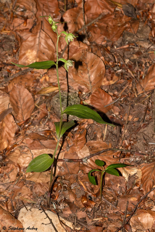 Epipactis neglecta