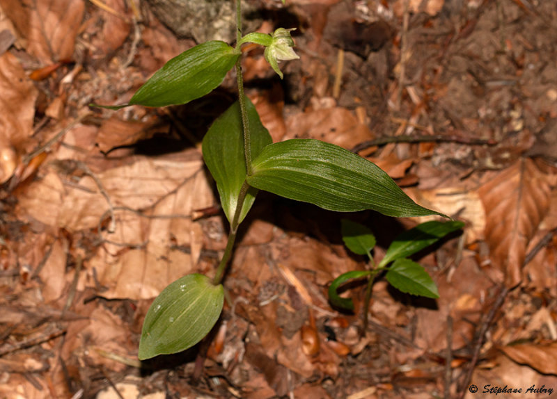 Epipactis neglecta