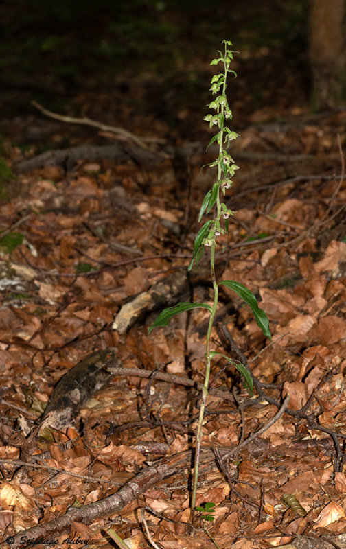 Epipactis neglecta