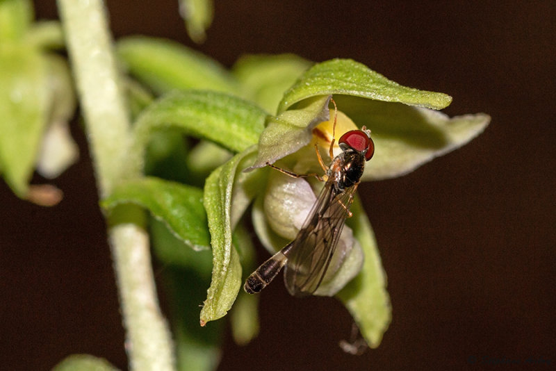Epipactis neglecta