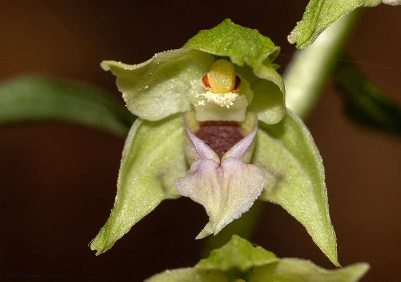 Epipactis neglecta