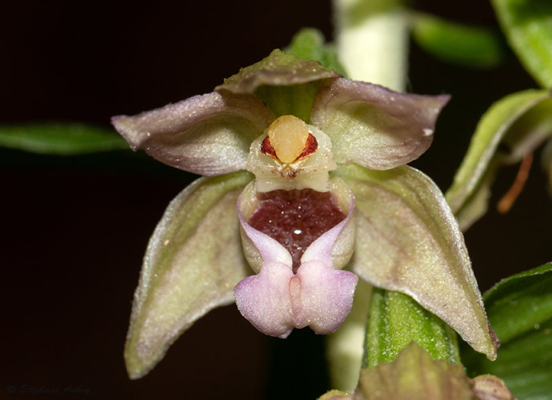 Epipactis neglecta