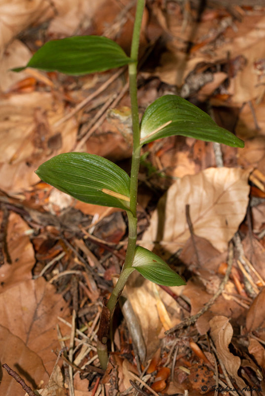 Epipactis leptochila