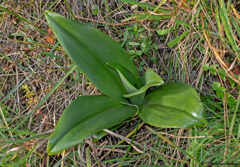 Himantoglossum hircinum
