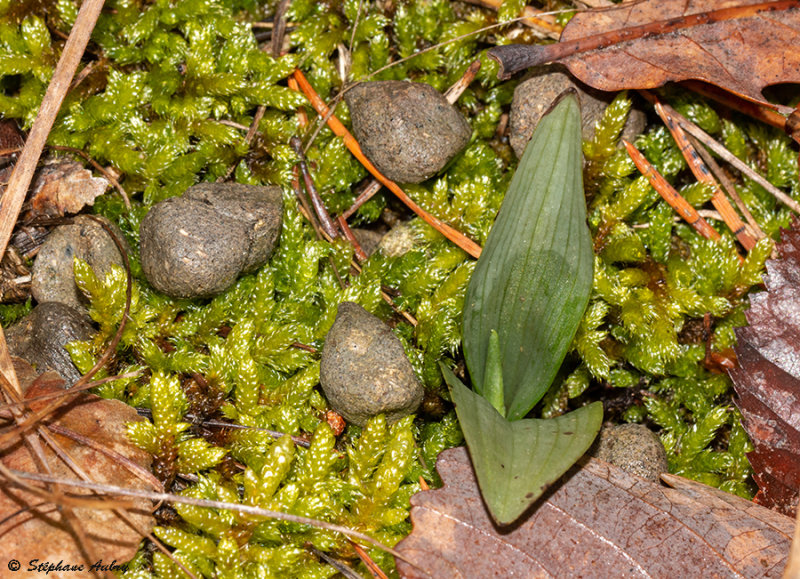 Ophrys insectifera