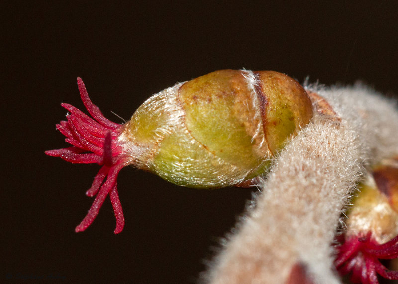 Corylus avellana