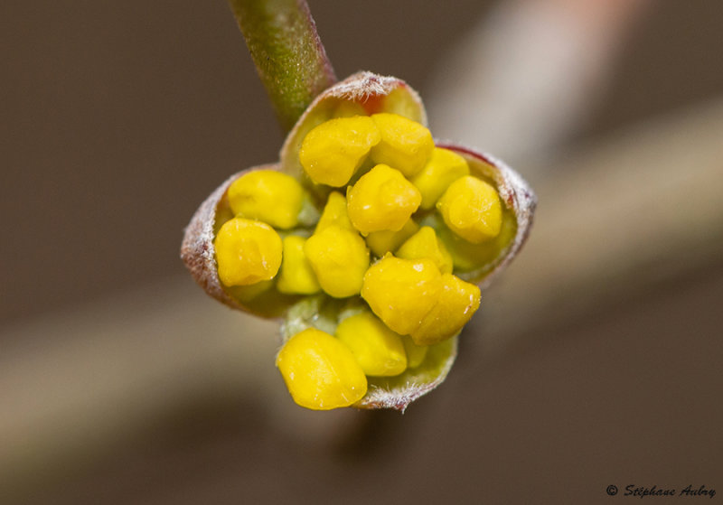 Cornus mas