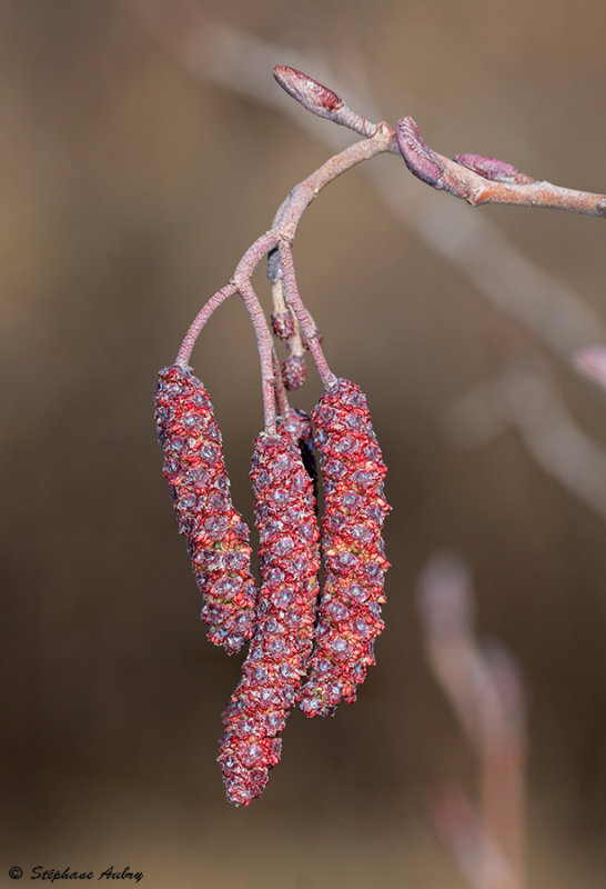 Alnus glutinosa