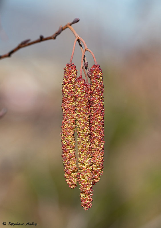 Alnus glutinosa