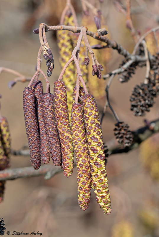 Alnus glutinosa