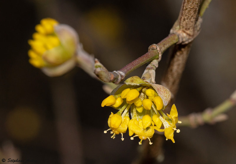 Cornus mas