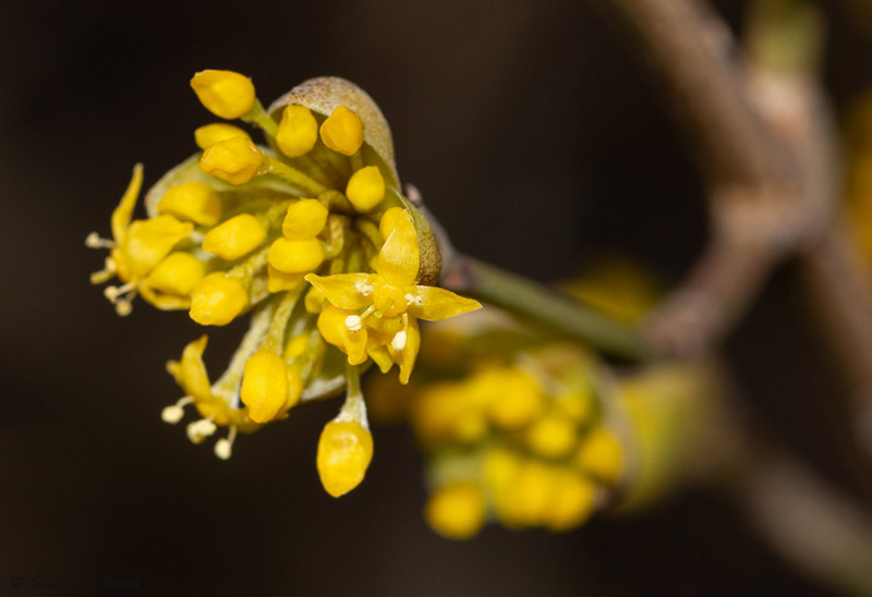 Cornus mas