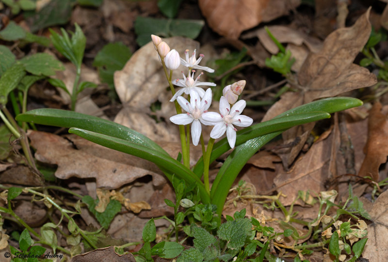 Scilla bifolia