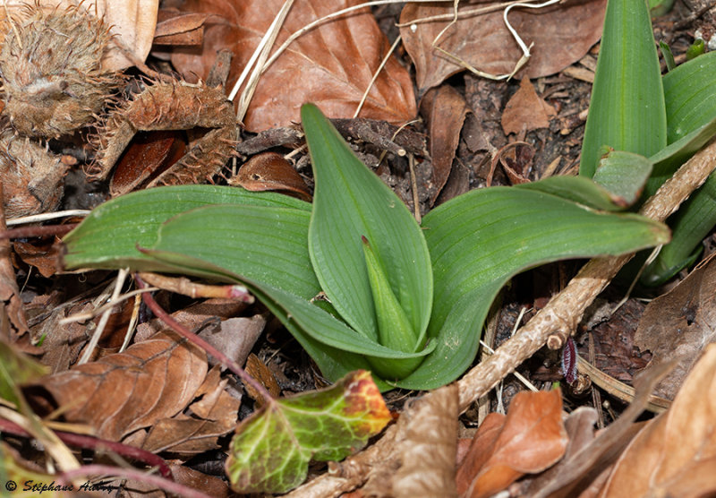 Orchis purpurea