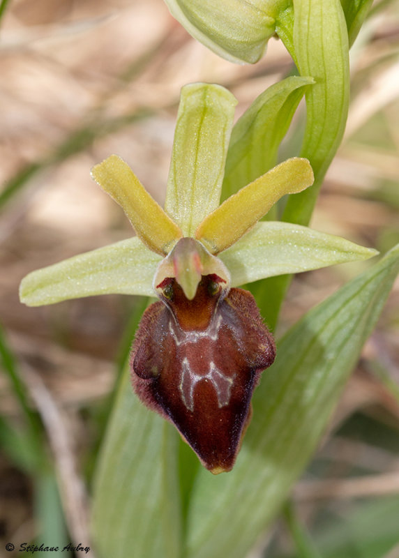 Ophrys sphegodes