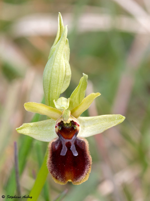 Ophrys sphegodes