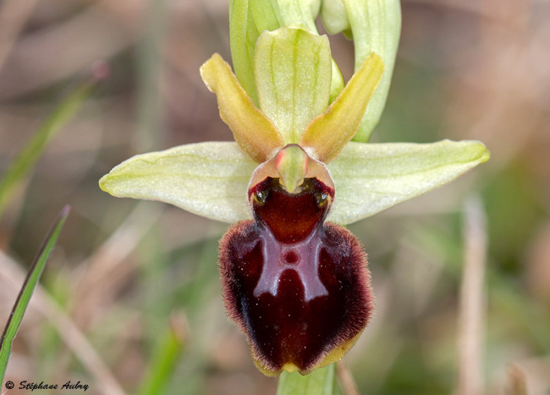 Ophrys sphegodes