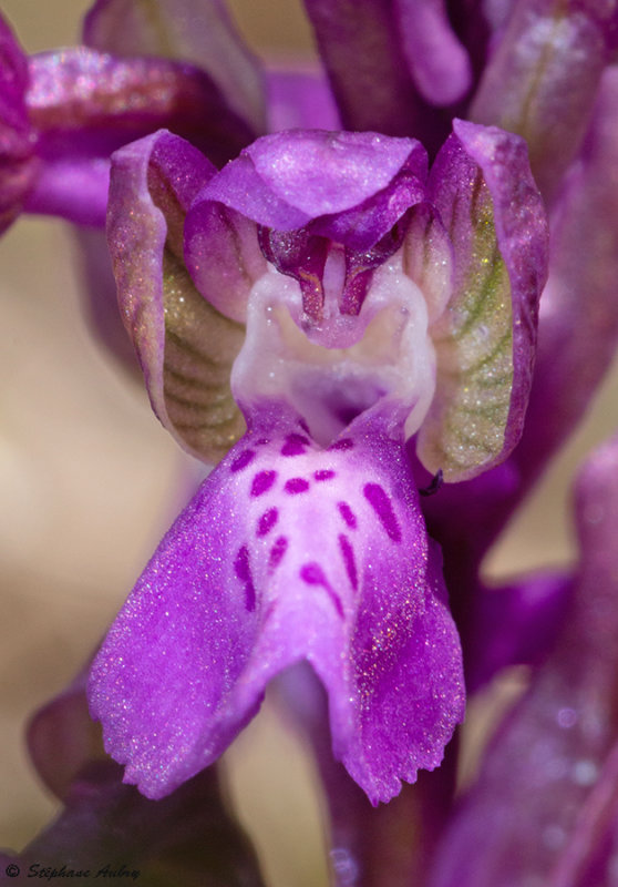 Anacamptis morio