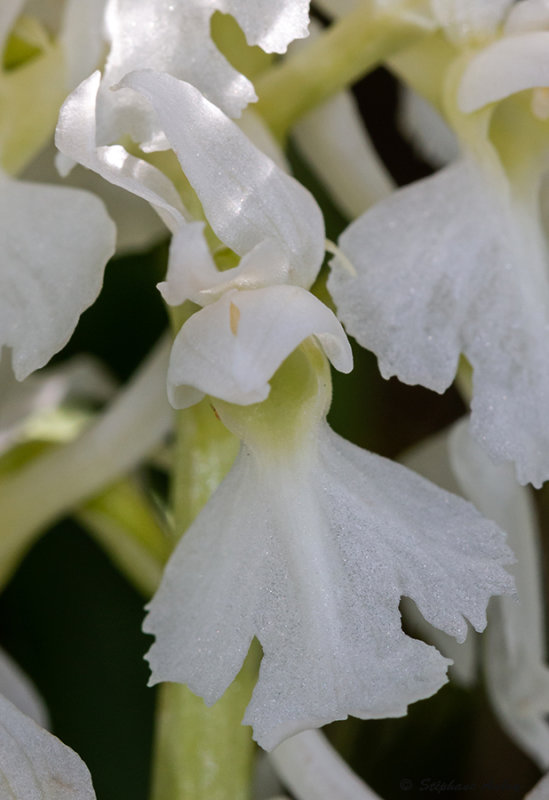 Androrchis mascula