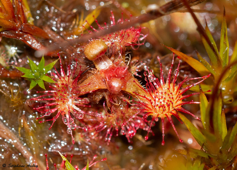 Drosera rotundifolia