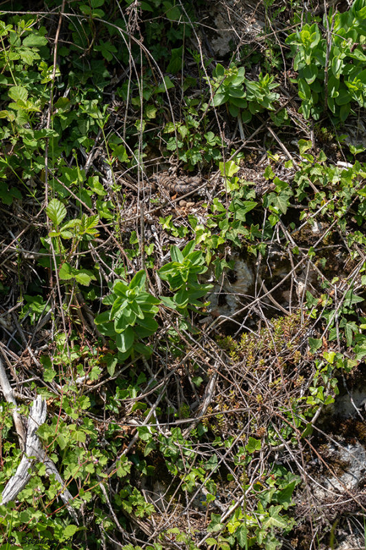 Vipre aspic, Vipera aspis aspis