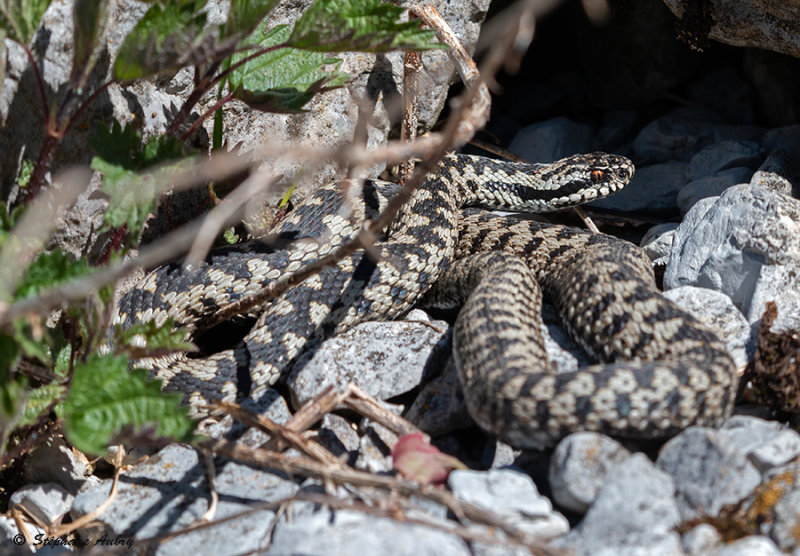 Vipre pliade, Vipera berus berus
