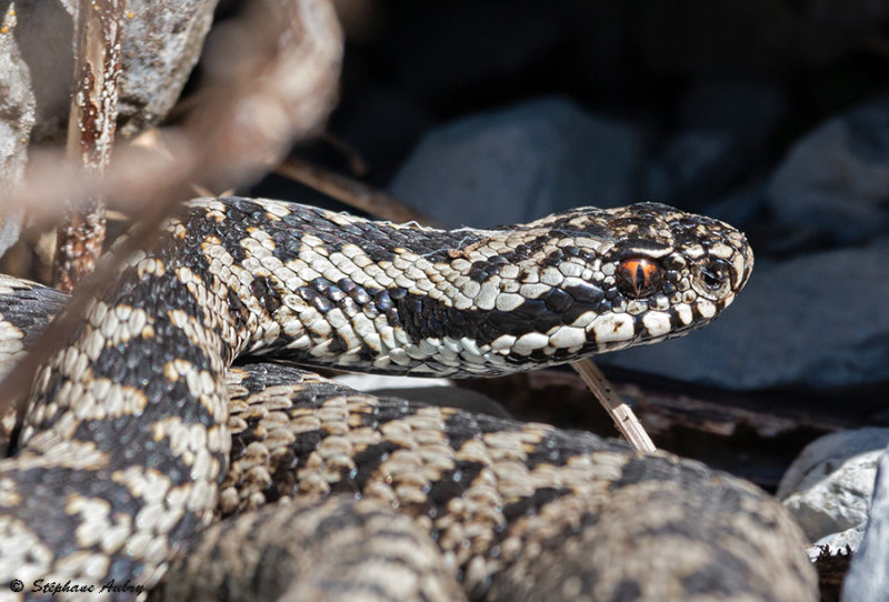 Vipre pliade, Vipera berus berus