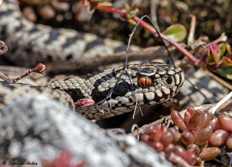 Vipre pliade, Vipera berus berus