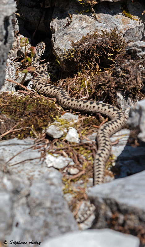 Vipre pliade, Vipera berus berus