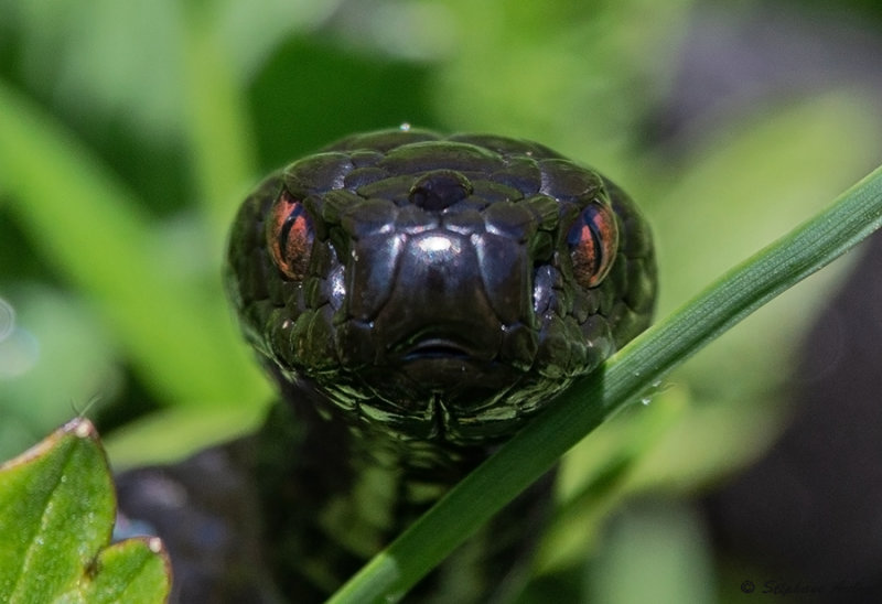 Vipre pliade, Vipera berus berus