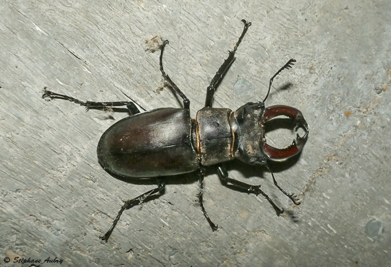 Lucanus cervus