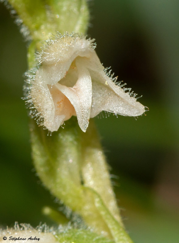 Goodyera repens