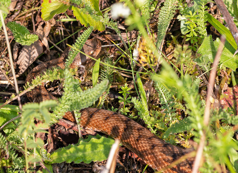 Vipre aspic, Vipera aspis aspis