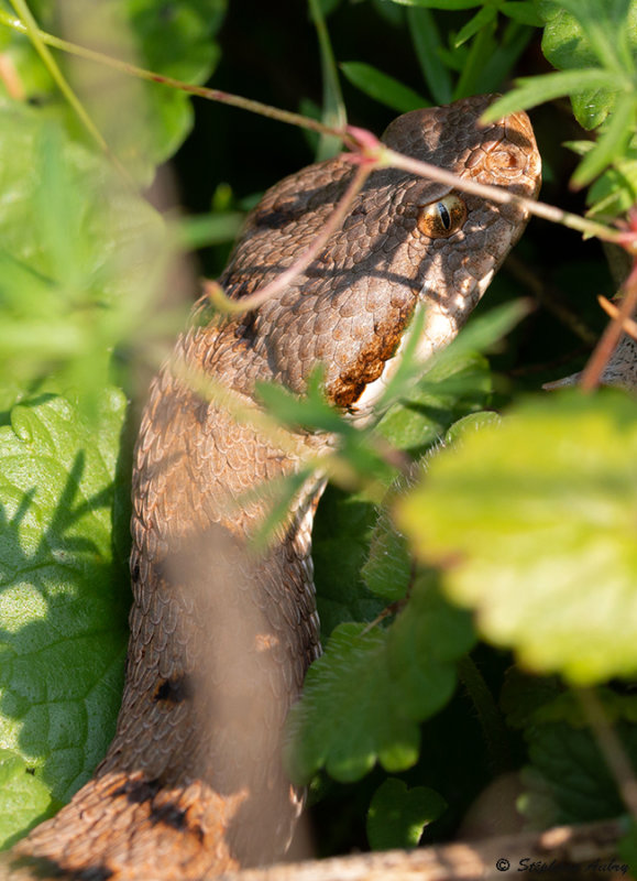 Vipre aspic, Vipera aspis aspis