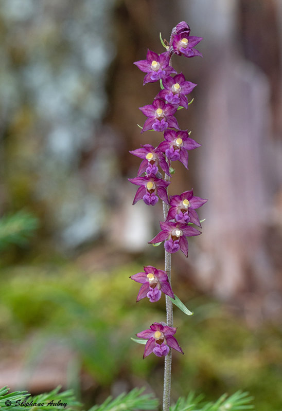 Epipactis atrorubens