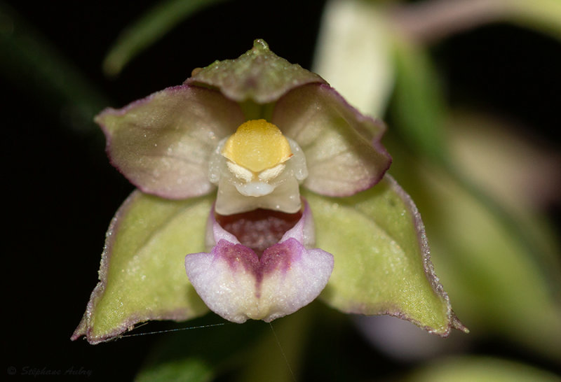 Epipactis helleborine