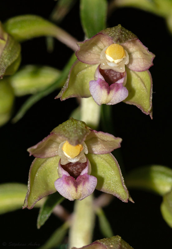 Epipactis helleborine