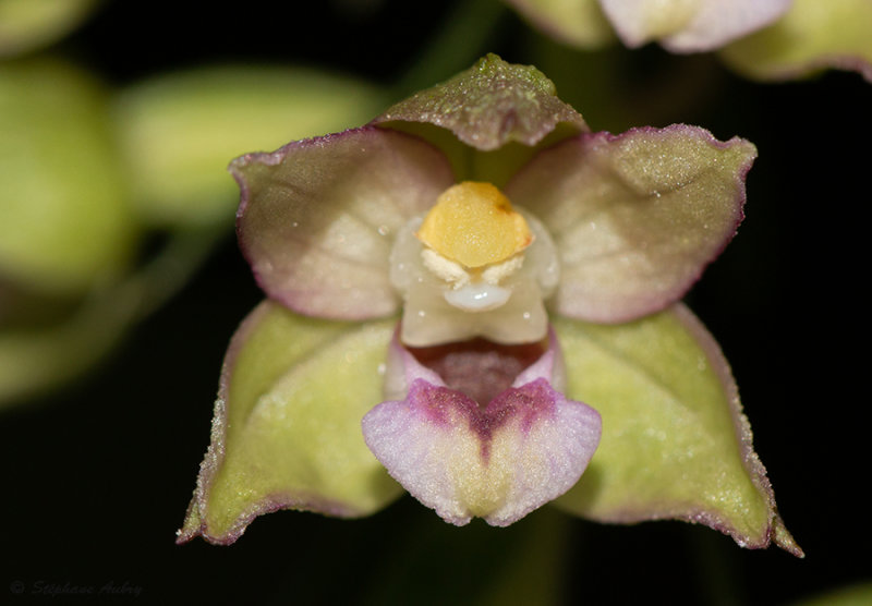 Epipactis helleborine