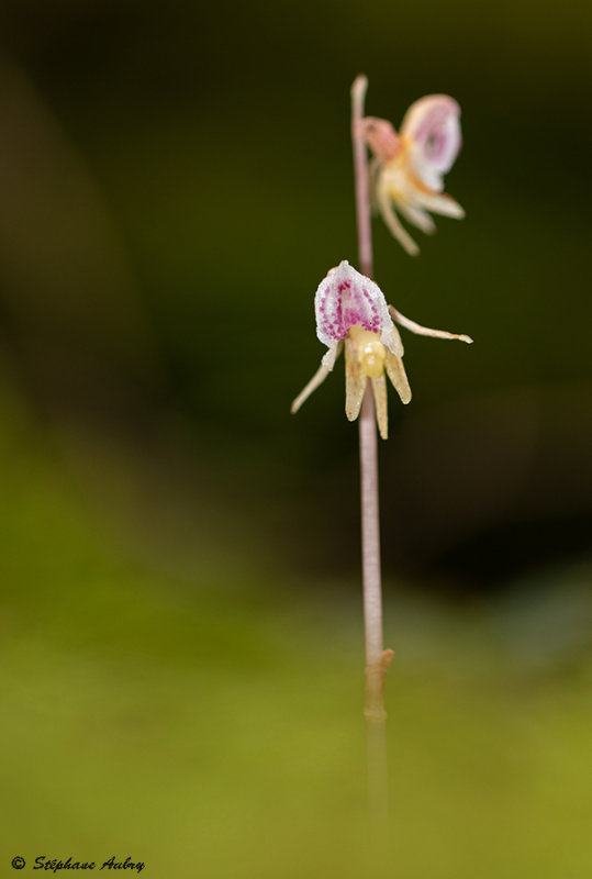 Epipogium aphyllum 