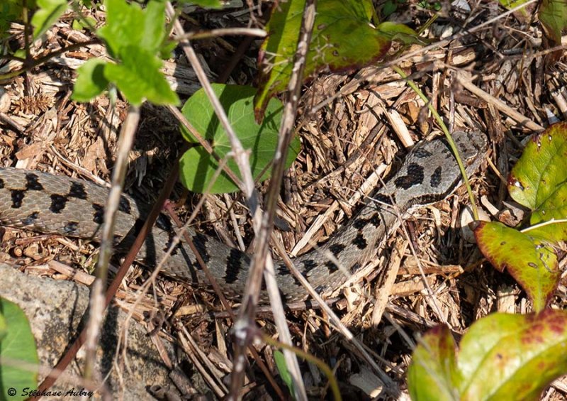 Vipre aspic, Vipera aspis aspis