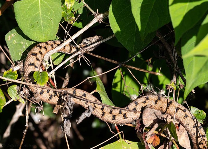 Vipre aspic, Vipera aspis aspis