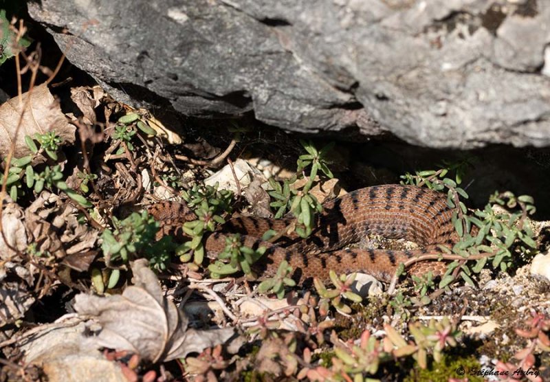 Vipre aspic, Vipera aspis aspis
