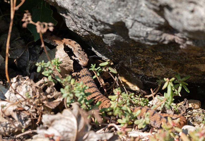 Vipre aspic, Vipera aspis aspis