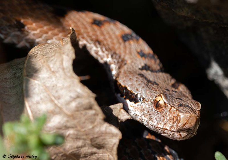 Vipre aspic, Vipera aspis aspis