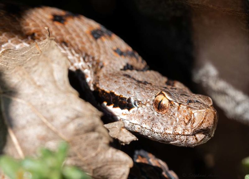 Vipre aspic, Vipera aspis aspis