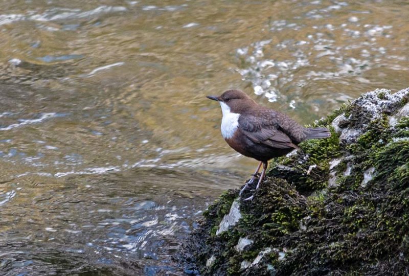 Cincle plongeur, Cinclus cinclus