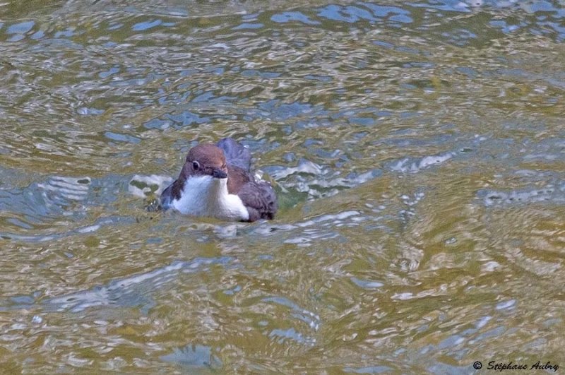 Cincle plongeur, Cinclus cinclus