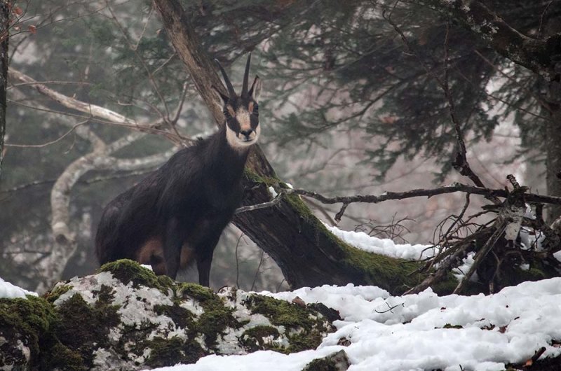 Chamois, Rupicapra rupicapra
